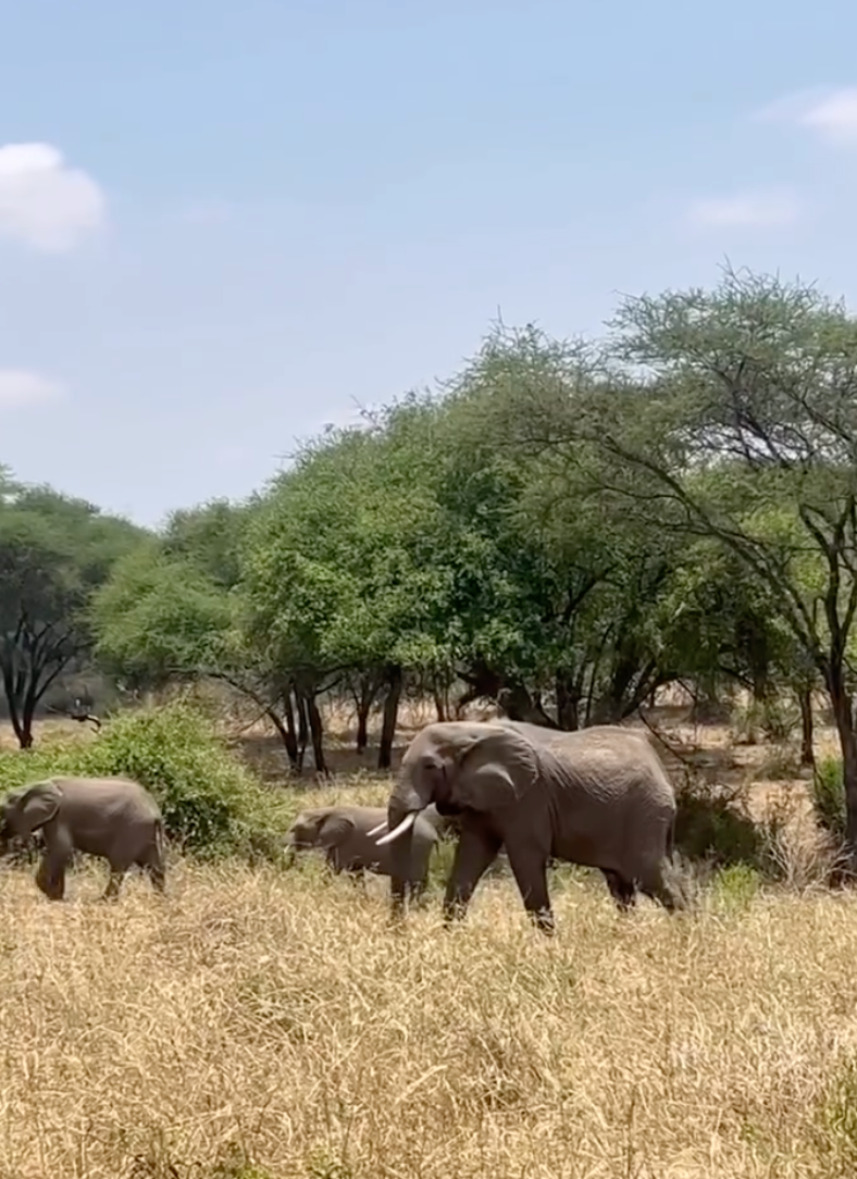 Elephants walking through the Tanzanian savannah with acacia trees