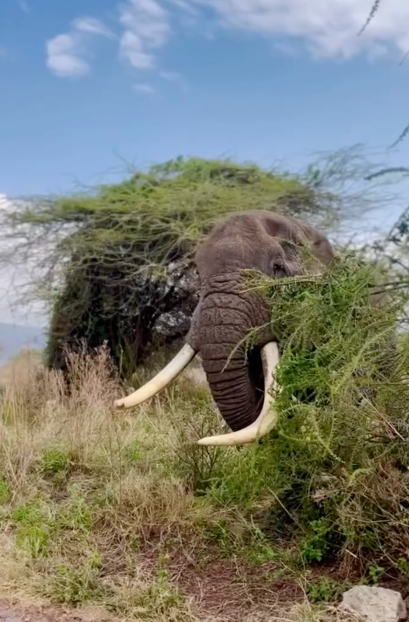 Close-up of an elephant with large tusks in the Tanzanian savannah